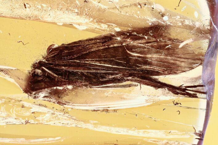 Detailed Fossil Caddisfly (Trichoptera) In Baltic Amber #307735